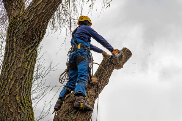 Tree Branch Trimming in Hermitage, PA